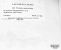 Uromyces minor image
